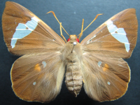 Chaetocneme beata - Adult